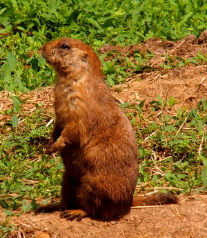 [The furry brown animal stands on its hind feet with its short front feet sticking out and its short tail lying on the ground behind it. It's facing left so we only get a side view of the animal.]